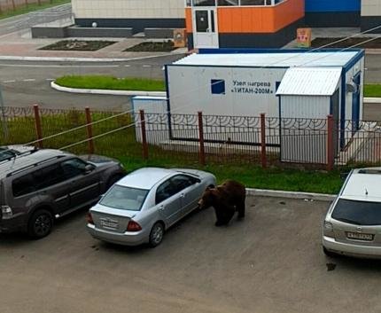 Гулявшего медведя выгнали с улиц камчатского Вилючинска